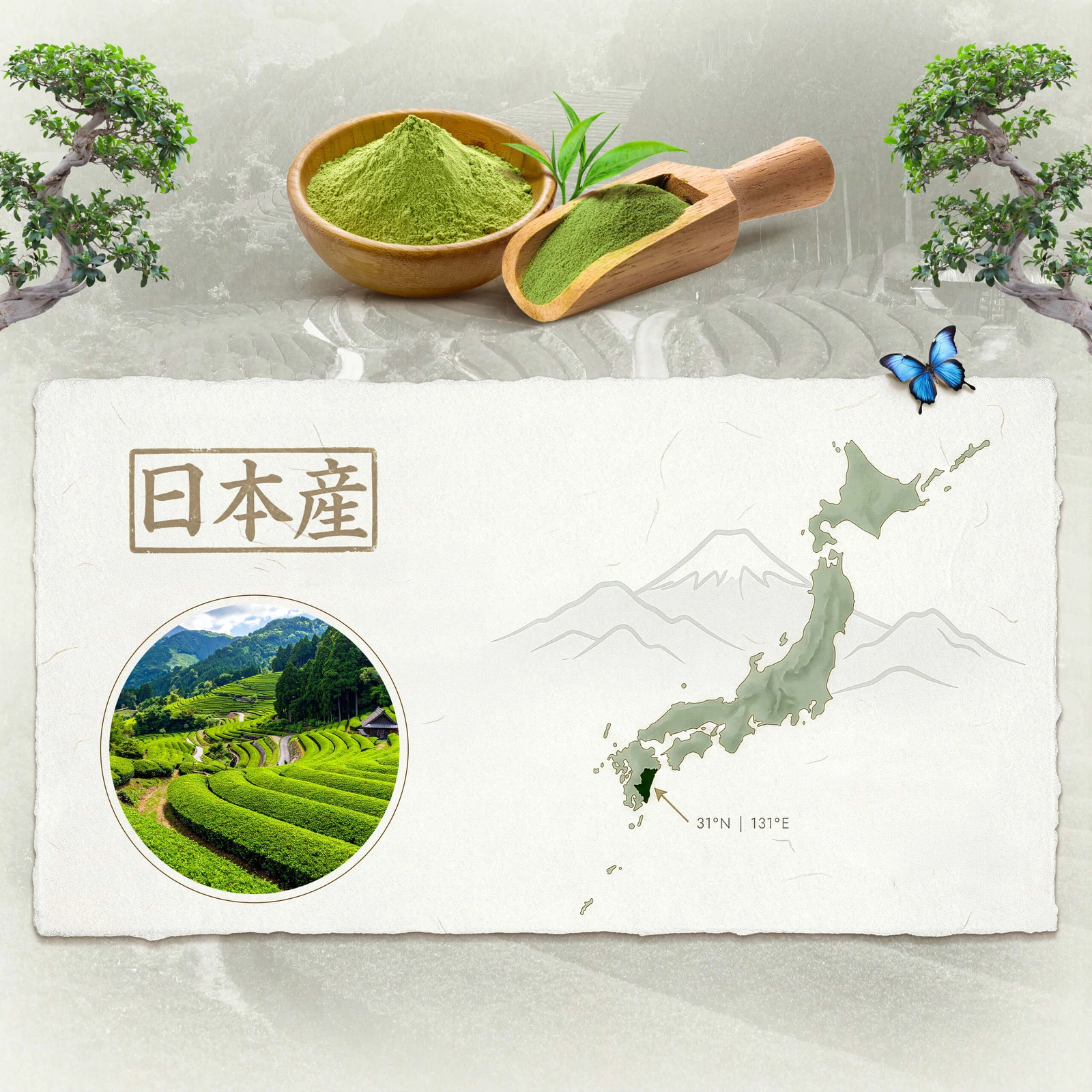 Matcha japonez ceremonial BIO Mary Rose